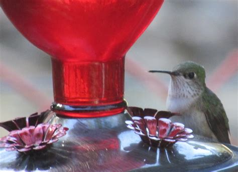 The Healthiest Hummingbird Nectar Recipe So They Ll Come Back Next Year