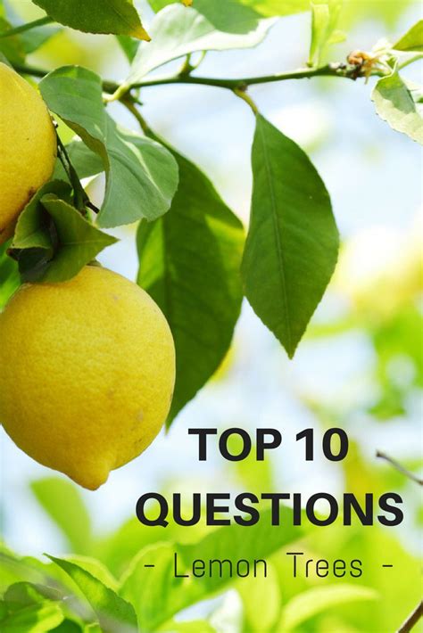 Top 10 Questions About Lemon Trees Gardening Know Hows Blog Lemon