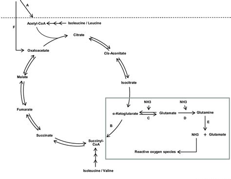 Schematic Representation Of Relevant Metabolic Reactions Related To