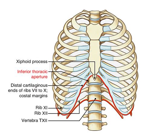 Anatomy Of Chest Wall Trunk Backchestabdominal Wall Muscle