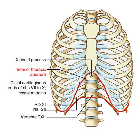 The chest anatomy includes the pectoralis major, pectoralis minor and the serratus anterior. Easy Notes On 【Component Parts Thoracic Wall】Learn in Just ...