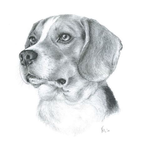 Graphite Beagle Art Dog Sketch Dog Pencil Drawing
