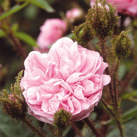 Old Pink Moss David Austin Roses Light Pink Rose Fragrant Roses