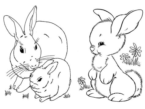 15 Beautiful Rabbit Coloring Pages For Kids In 2023