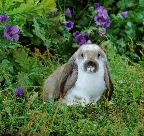 English Lops Are So Cute English Lop Rabbit English Lop Cute Bunny
