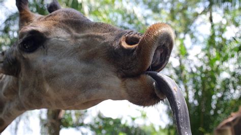 Face Of Giraffe With Tongue Closeup Stock Video Footage Storyblocks
