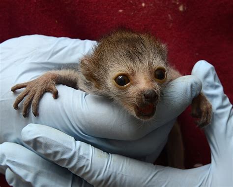Infants Announced Four Lemurs Representing Four Different Species Born