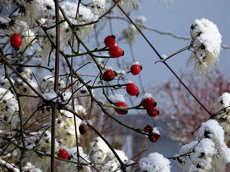 Free Images Tree Nature Branch Snow Cold Plant Leaf Flower