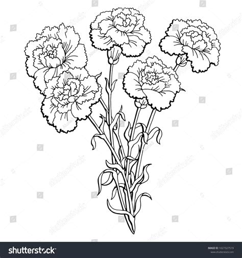 White Carnation Flower Drawing