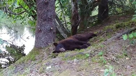 Cinnamon Black Bear Eating Sockeye Salmon Then Nap Alaskan Wildlife
