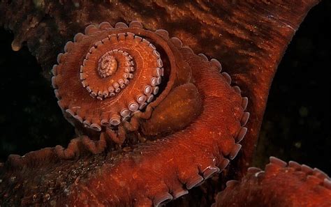 Giant Pacific Octopus Facts — Seadoc Society