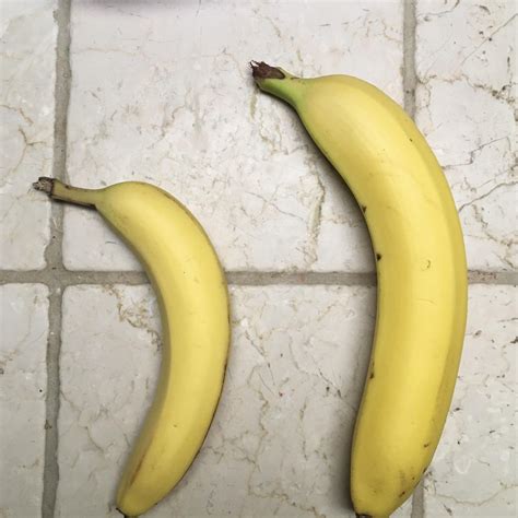 Bought Large Bananas At The Supermarket Banana For Scale Rfunny
