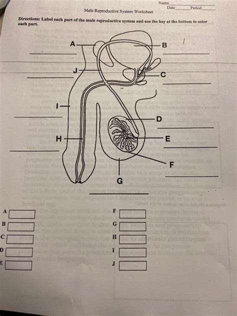 Male Reproductive System Labeled Worksheet Images And Photos Finder
