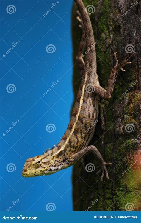 Changeable Lizard Stock Image Image Of Color Chameleon 18181107