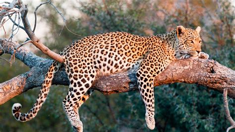 Wallpaper Leopard Rest In Tree Sunshine 1920x1440 Hd Picture Image