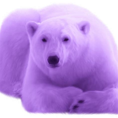The Purple Polar Bear Of Knowledge Missives And Musings