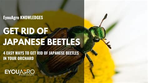 4 Easy Ways To Get Rid Of Japanese Beetles Eyouagro