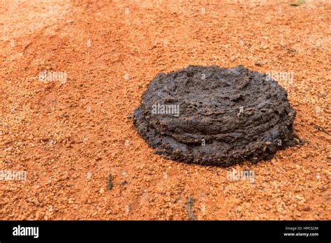 Close Up Of Fresh Cow Manure On A Ground Stock Photo Alamy