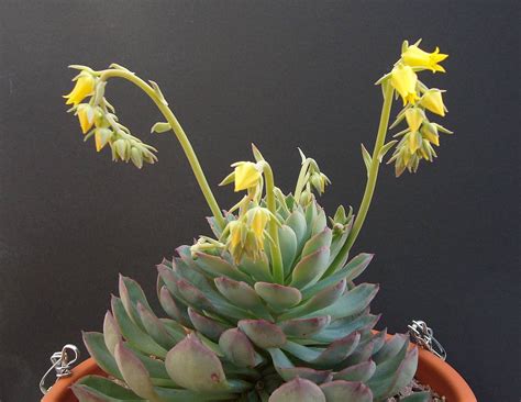 Spiky Obsession Echeveria Hybrids First Flowers
