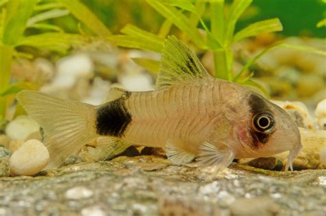 11 Types Of Cory Catfish Species Guide Build Your Aquarium