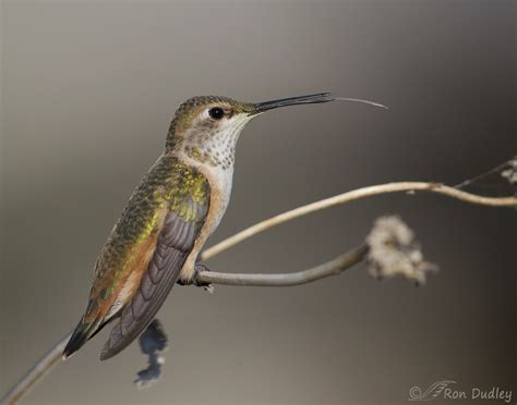 Some Interesting Poses From A Rufous Hummingbird Feathered Photography