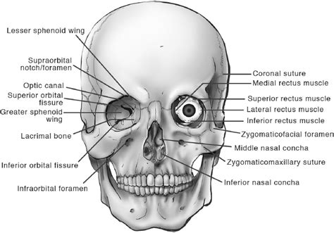 Anatomy Of The Skull Base And Related Structures Elements Of Surgical