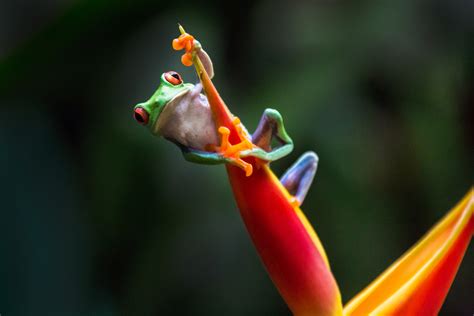Photographing Colorful Costa Rican Frogs