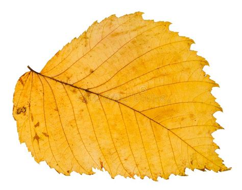 Yellow Autumn Leaf Elm On White Background Stock Photo