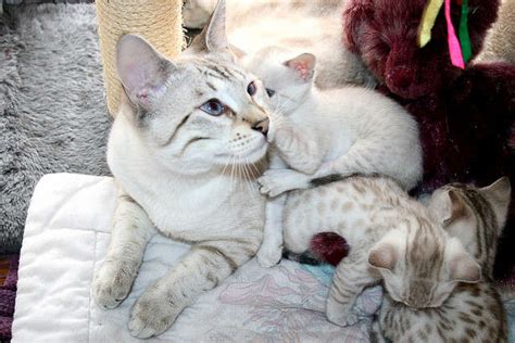 Kaixinda bengals have stunning silver and black rosetted kittens available for sale in the alberton area. Quality Snow Bengal Kittens FOR SALE ADOPTION from ...