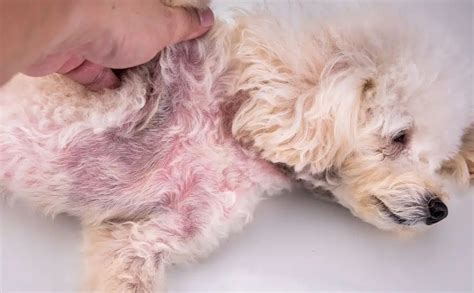 Yeast Infection In Dogs Causes Symptoms Treatments And More