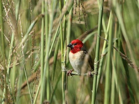 Red Headed Quelea Building Nest Location Small Wetland Flickr