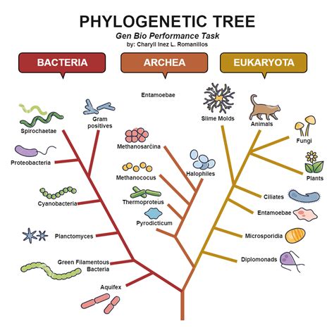 Phylogeny Evolutionary Phylogenetic Tree Edrawmax Template