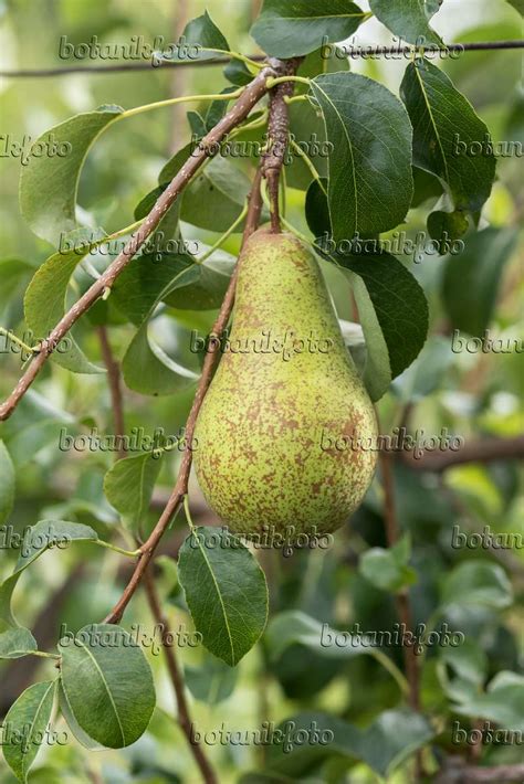 Images Pyrus Communis Concorde Images Of Plants And Gardens