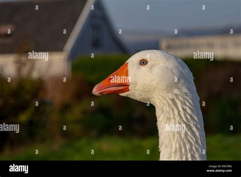 Close Up Portrait En Profile Of A White Emden Goose With Orange Beak
