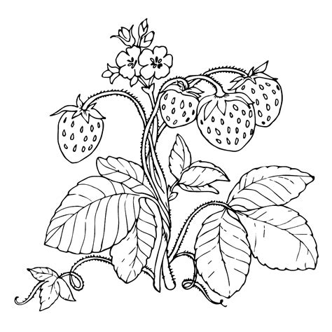 Strawberry Plant Drawing At Getdrawings Free Download
