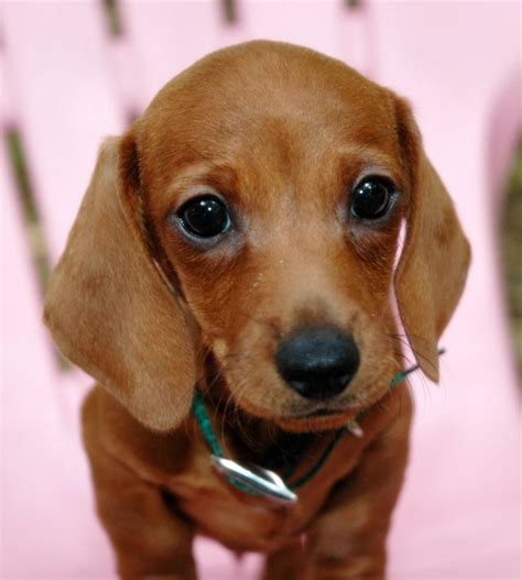 We did not find results for: Puppies!!!! The daily puppy (With images) | Baby dachshund, Super cute animals, Doxie puppies