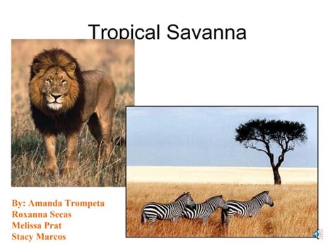 Tropical Savanna Biome Ppt