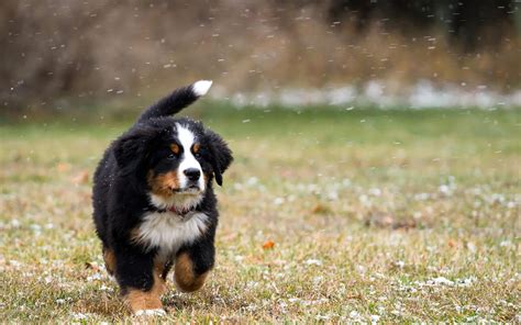 Bernese Mountain Dog Puppies Dog Breed Information Dog Photos