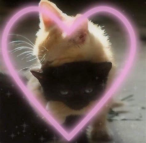 Top Wallpaper Cats In Love Aesthetic Stunning