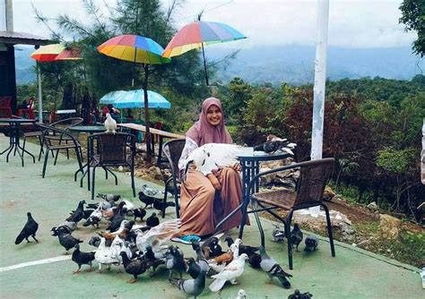 Burung ini banyak sekali peminatnya selain karena suara juga tampilan fisiknya yang sangat elegan. Taman Wisata Burung Dara Murah Meriah - Burungnya.com