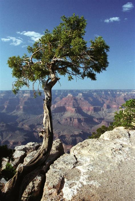 Pine Tree In Grand Canyon Stock Photo Image Of Dwarf 23639738