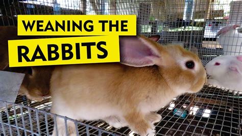 weaning and sexing rabbits youtube