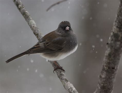 A Snow Bird In The Snow Dark Eyed Juncos Migrate To Maryla Flickr
