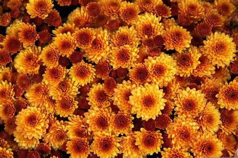 13 Types Of Chrysanthemums An Overview With Pictures House Grail