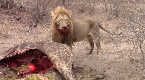 A food chain is something that keeps a animal alive like a lion. Lion feeding on a giraffe | Pondoro Game Lodge