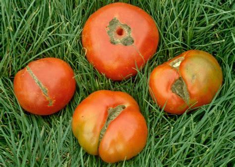 Whats Wrong With Your Tomatoes The New York Times