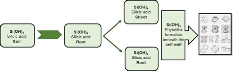 Frontiers Silicon And Salinity Crosstalk In Crop Mediated Stress