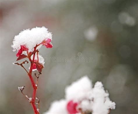 Flower White Snow Covered In The Cold In Winter Garden Stock Photo