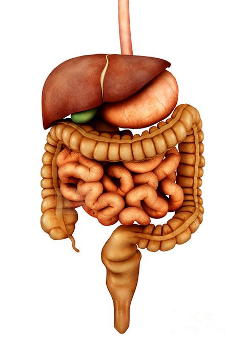 Anatomy Of Human Digestive System Digital Art By Stocktrek Images