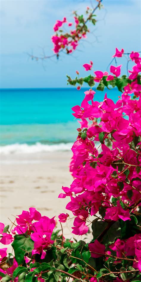 The Lone Star on the Beach, Barbados. Turquoise Caribbean Sea. # ...